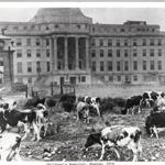 Boston Children?s Hospital, circa 1914, was surrounded by marshland and cows. Today, the neighborhood has a building boom.